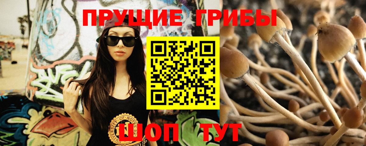 продажа наркотиков  Вход с VPN  Стерлитамак  Псилоцибиновые грибы Psilocybe 